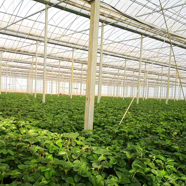 Large Multi-Span Film Greenhouse Agricultural Equipment for Hydroponic System