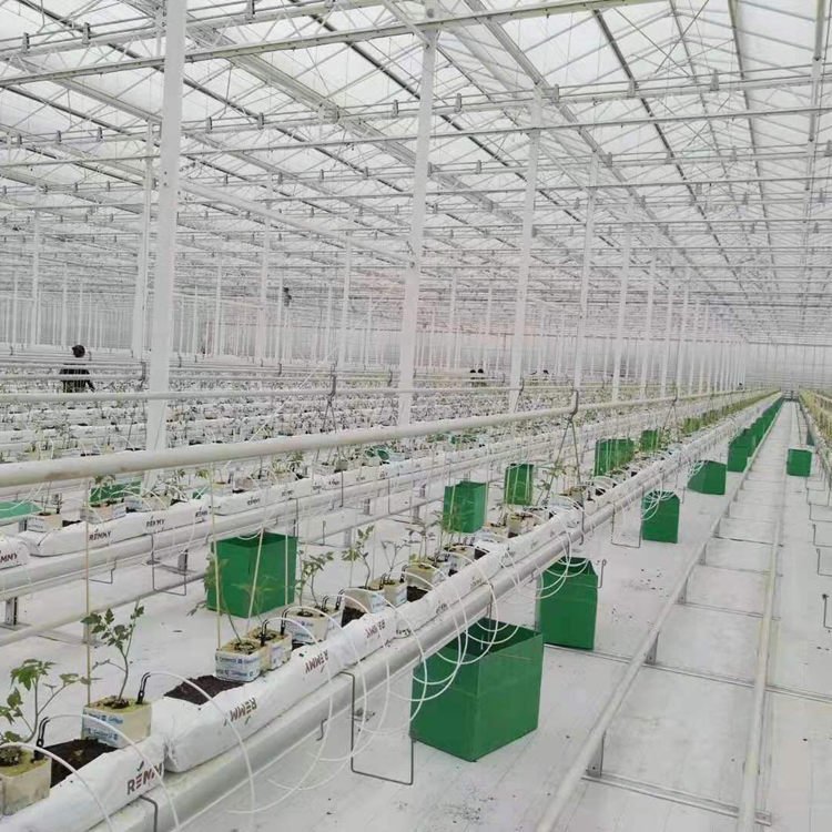 Venlo glass green house multi-span agricultural greenhouses for sale