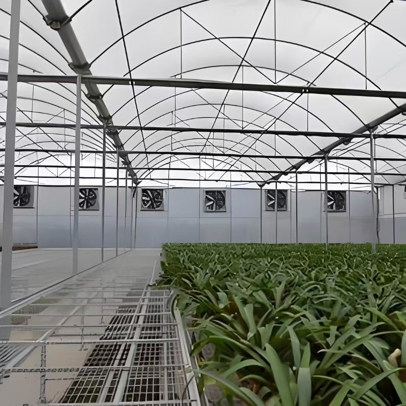 Customized Modern Style Fruit Vegetable Planting PVC Steel Construction Available Small Large Square Glass Multi-Span Greenhouse