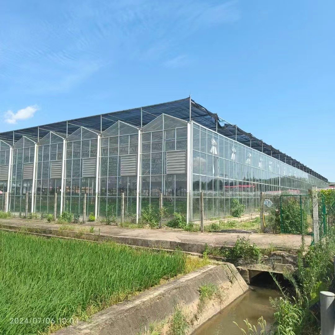 Tomato Vegetable Hydroponic Greenhouse Multi-Span Four-Week PVC Plastic Film Material Automated Glass Polycarbonate Plant Usage
