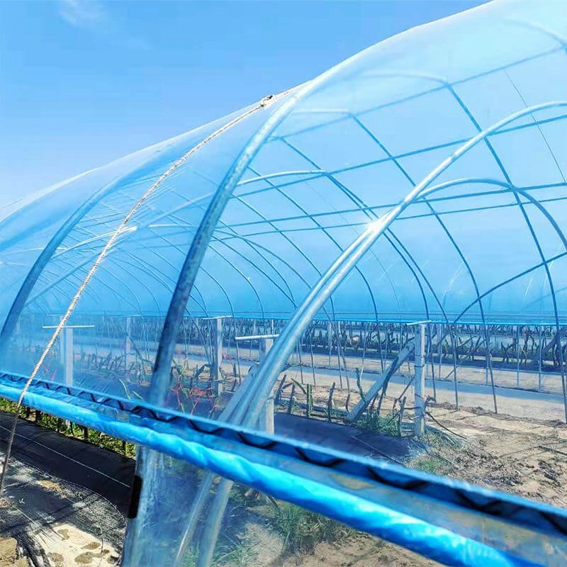 Agricultural greenhouses plastic film cultivation tomato greenhouse cover for sale
