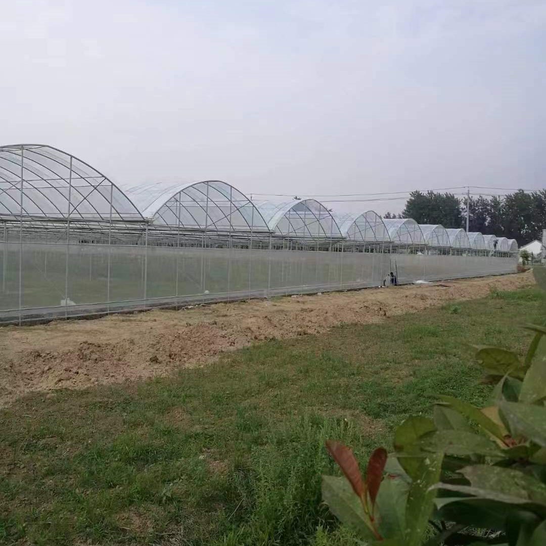 Galvanized Steel Frame Multi-span PE Film Greenhouse For Agriculture Low Cost Tunnel greenhouse For Flowers plant