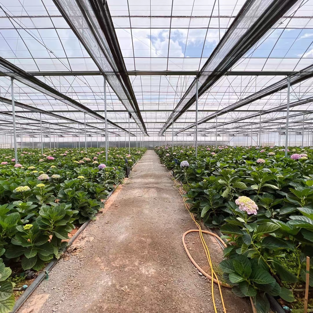 Galvanized Steel Frame Multi-span PE Film Greenhouse For Agriculture Low Cost Tunnel greenhouse For Flowers plant