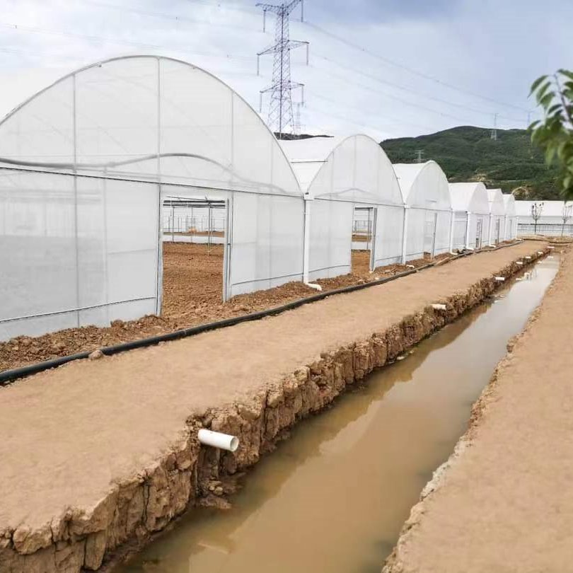 Galvanized Steel Frame Multi-span PE Film Greenhouse For Agriculture Low Cost Tunnel greenhouse For Flowers plant