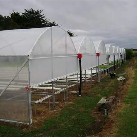 Galvanized Steel Frame Multi-span PE Film Greenhouse For Agriculture Low Cost Tunnel greenhouse For Flowers plant