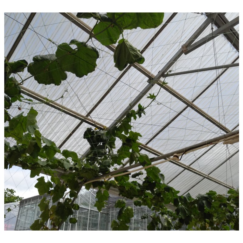Hydroponic Tunnel Greenhouse Single Layer Plastic Film Green House for Plant Usage Bulk Agricultural Greenhouses Available Stuck