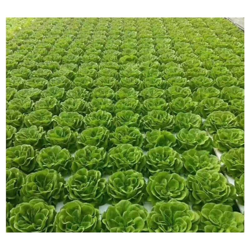 Hydroponic Tunnel Greenhouse Single Layer Plastic Film Green House for Plant Usage Bulk Agricultural Greenhouses Available Stuck
