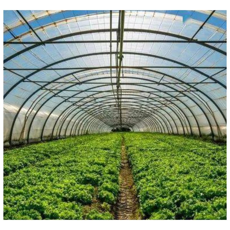 Hydroponic Tunnel Greenhouse Single Layer Plastic Film Green House for Plant Usage Bulk Agricultural Greenhouses Available Stuck