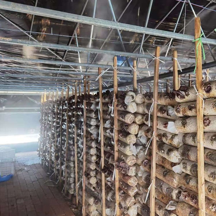 Seepoem Cheap Price Agricultural Greenhouse For Mushroom Farming