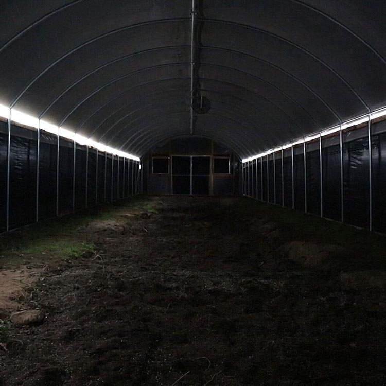 Seepoem Cheap Price Agricultural Greenhouse For Mushroom Farming