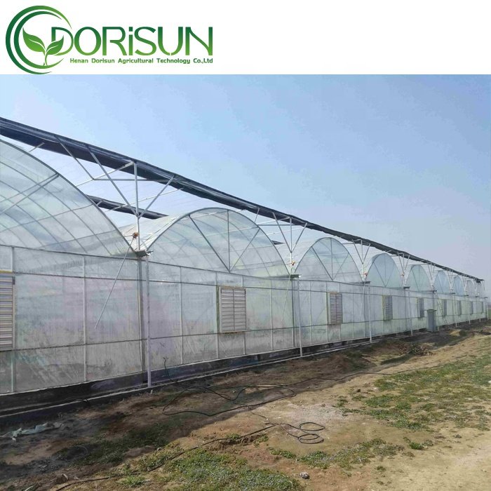 photovoltaic solar agricultural multi-span poultry farm mini hydroponic Chineese greenhouse vegetable metal huge green houses