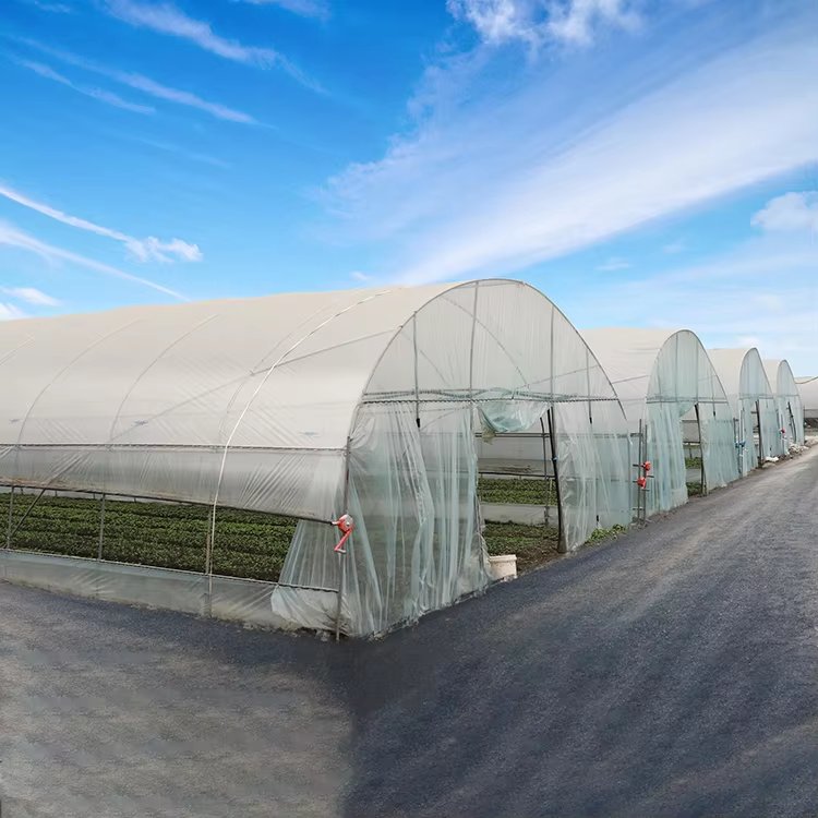 Growing Under Cover Dome Quonset Hut Conservatory Freestanding Greenhouse Polytunnel Growing House