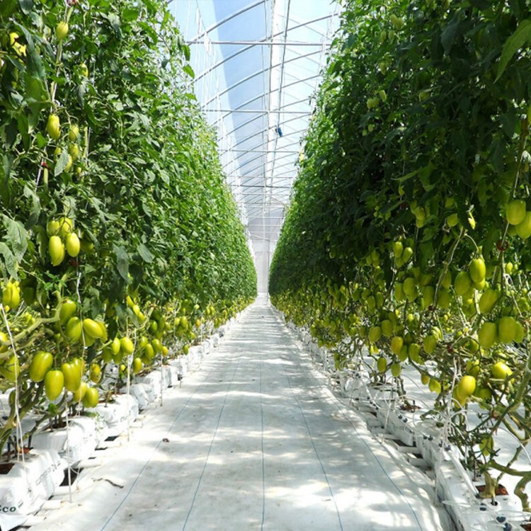 see poem Large Size High Tunnel Agricultural Greenhouse for Tomato growing