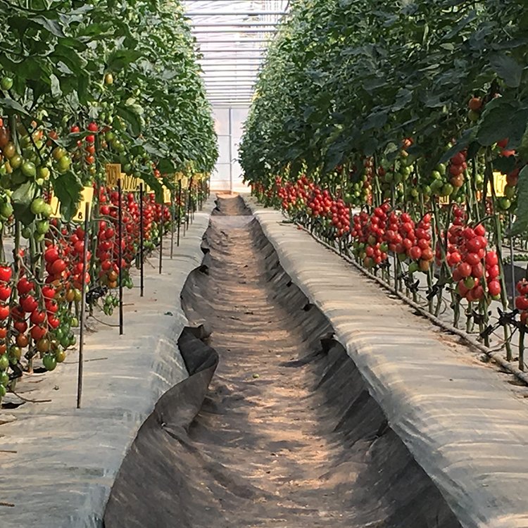 see poem Large Size High Tunnel Agricultural Greenhouse for Tomato growing