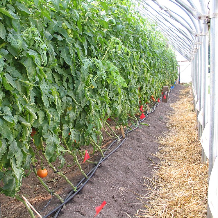 see poem Large Size High Tunnel Agricultural Greenhouse for Tomato growing