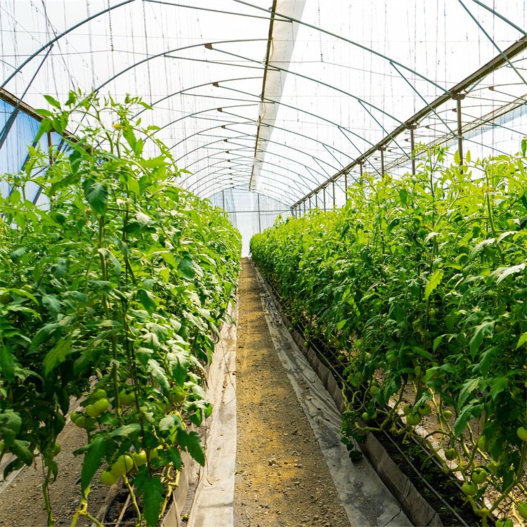 see poem Large Size High Tunnel Agricultural Greenhouse for Tomato growing