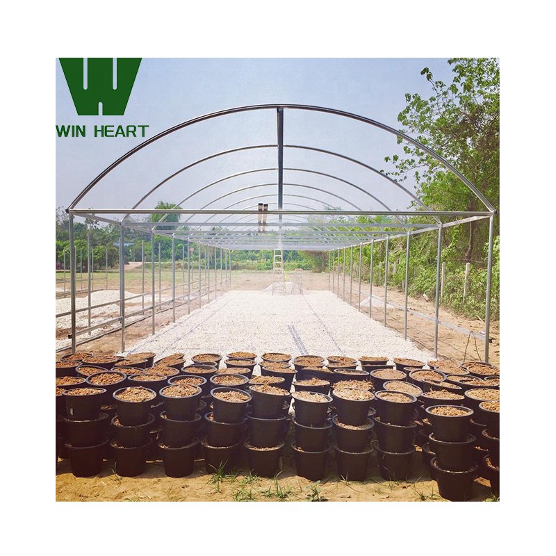 Turnkey Projects Agricultural Tomato Hydroponics invernadero Green Houses