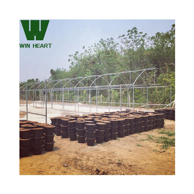 Turnkey Projects Agricultural Tomato Hydroponics invernadero Green Houses