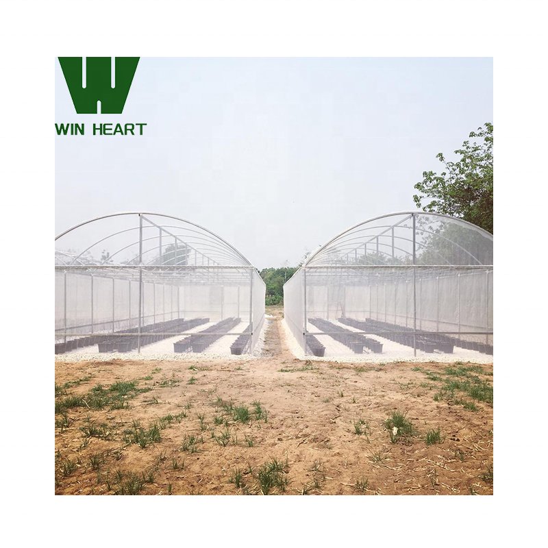 Turnkey Projects Agricultural Tomato Hydroponics invernadero Green Houses