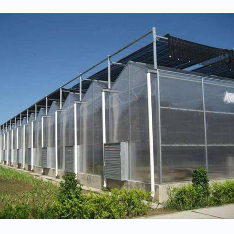 Commercial Tropical Polycarbonate Greenhouses with Hydroponic Growing Systems For Leaf Vegetable