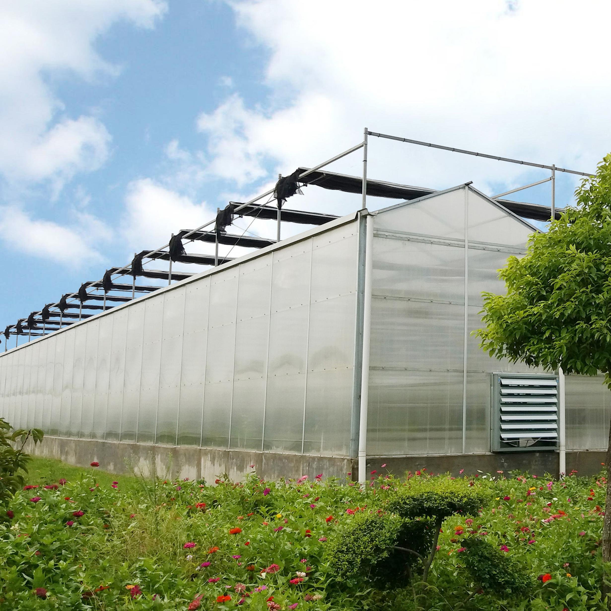 Commercial Tropical Polycarbonate Greenhouses with Hydroponic Growing Systems For Leaf Vegetable