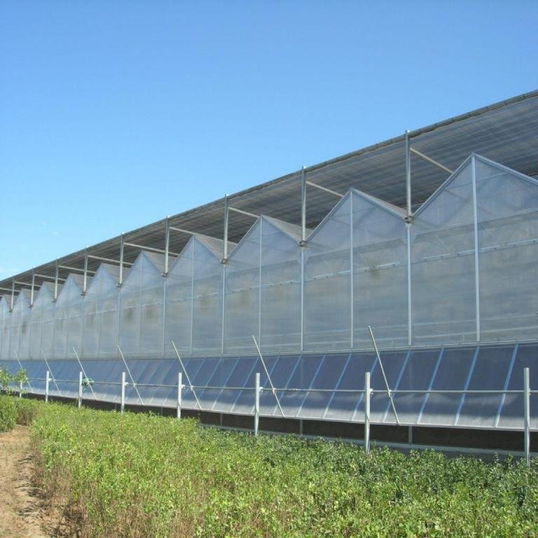 Commercial Tropical Polycarbonate Greenhouses with Hydroponic Growing Systems For Leaf Vegetable