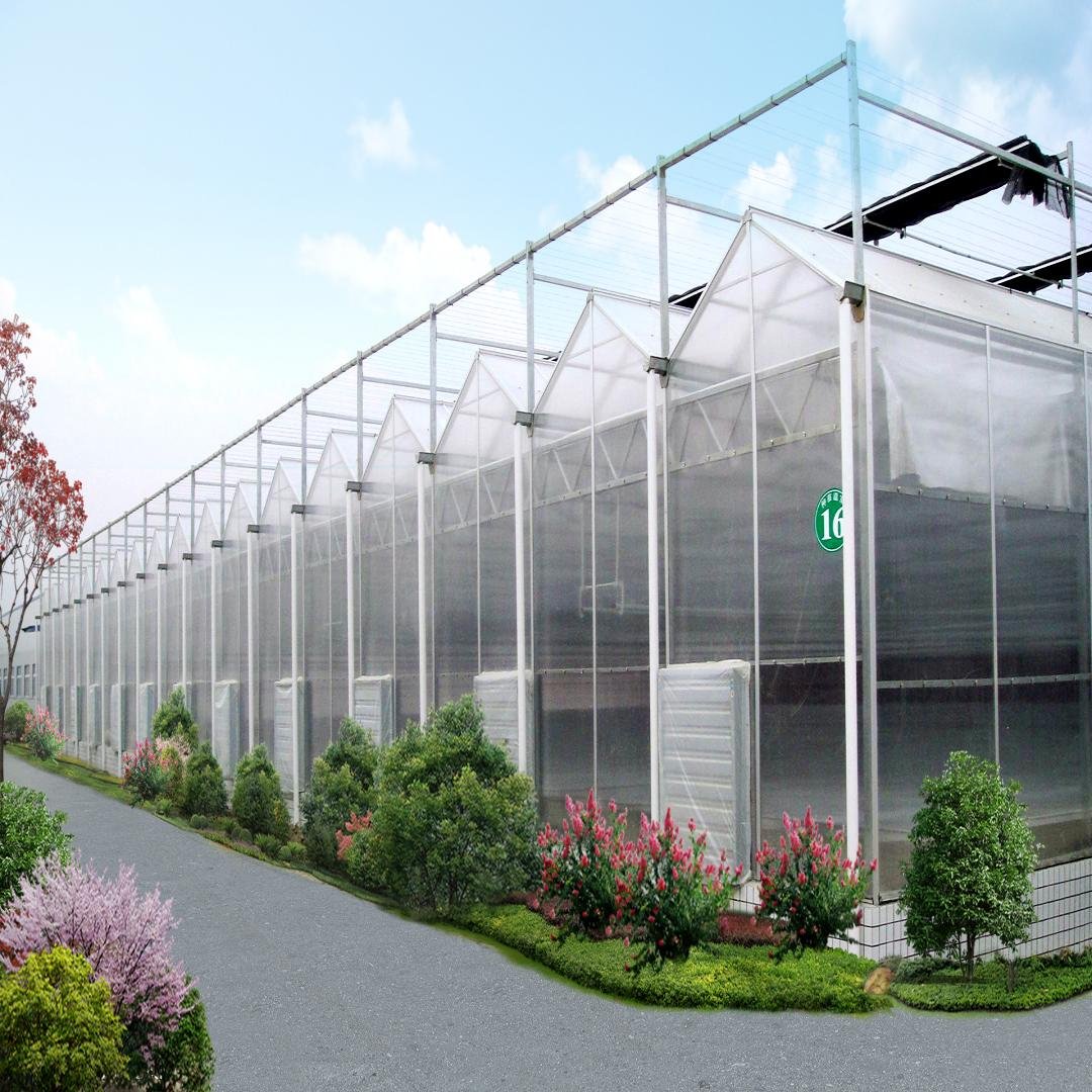 Commercial Tropical Polycarbonate Greenhouses with Hydroponic Growing Systems For Leaf Vegetable