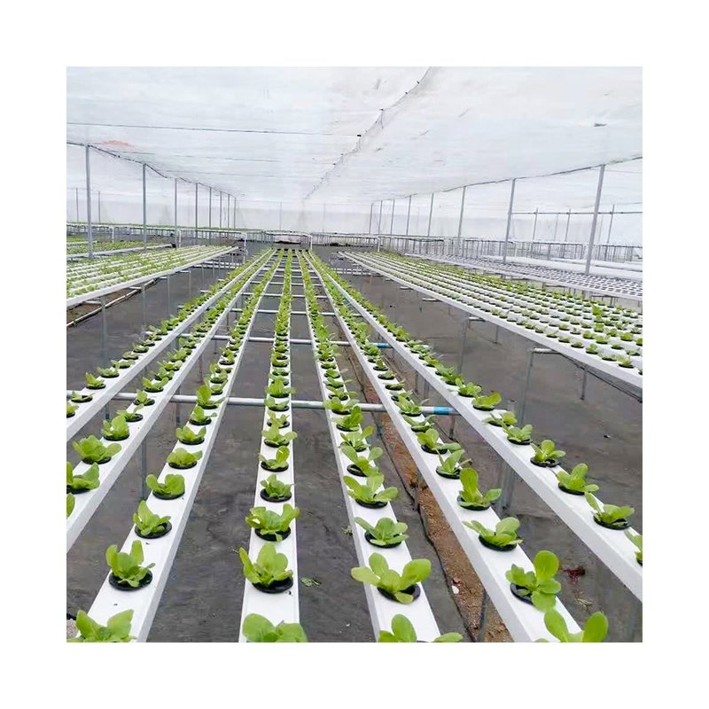 Vertical NFT hydroponic aquaponic system for commercial agricultural greenhouse