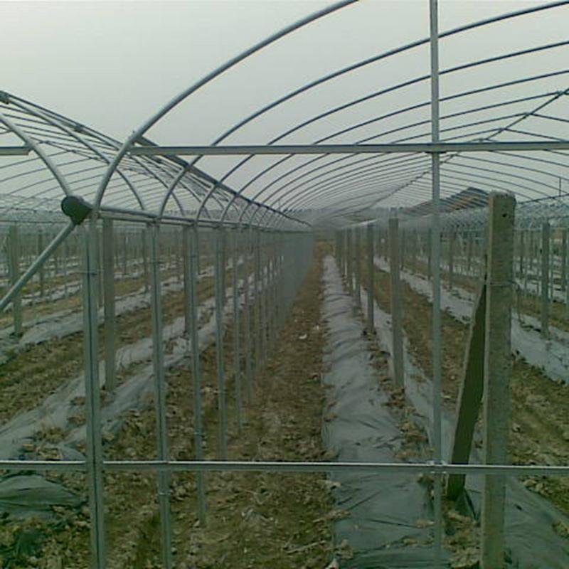 Single Span Wholesale professional agricultural tunnel greenhouse