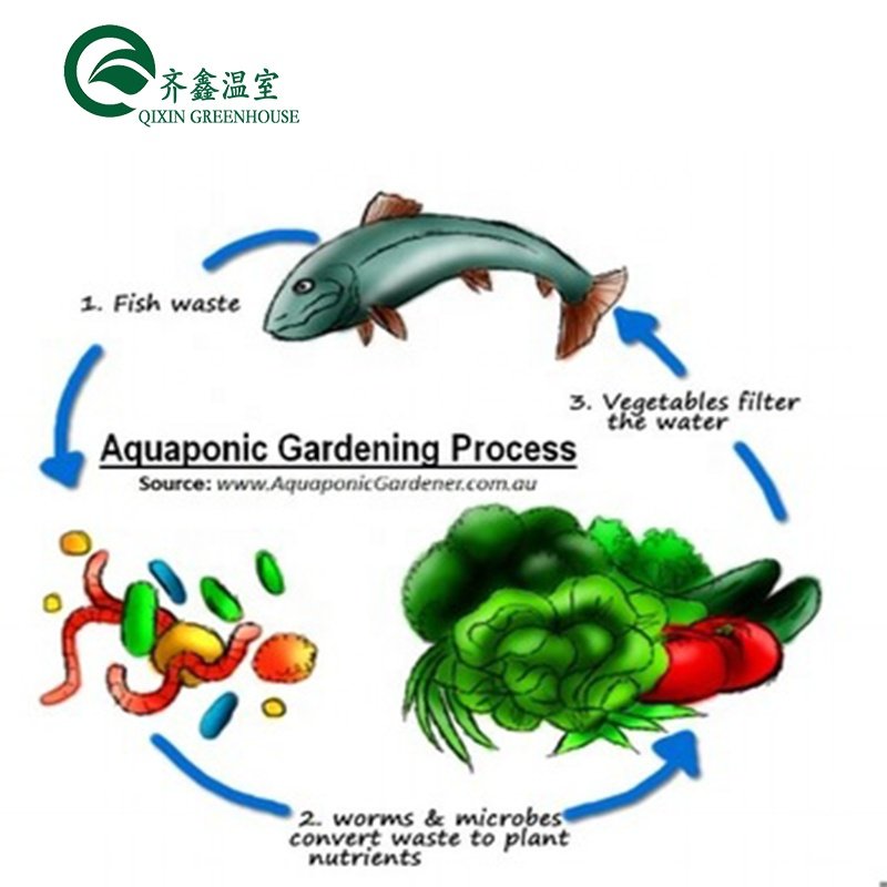 aquaponics system for fish and vegetable