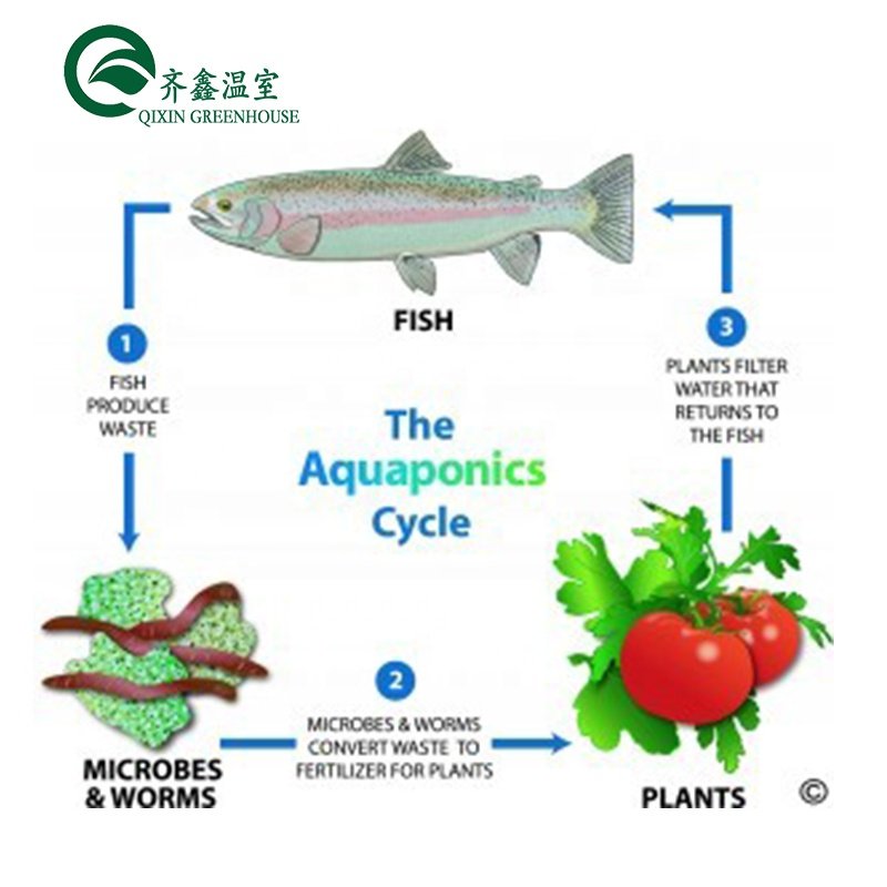 aquaponics system for fish and vegetable