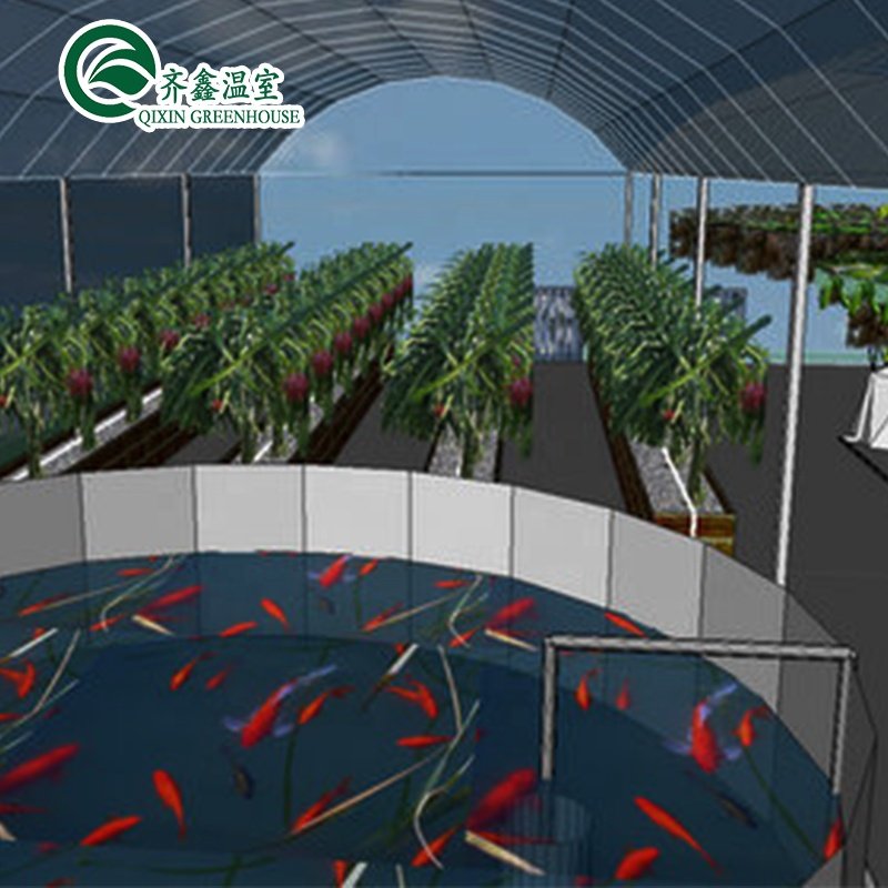 aquaponics system for fish and vegetable