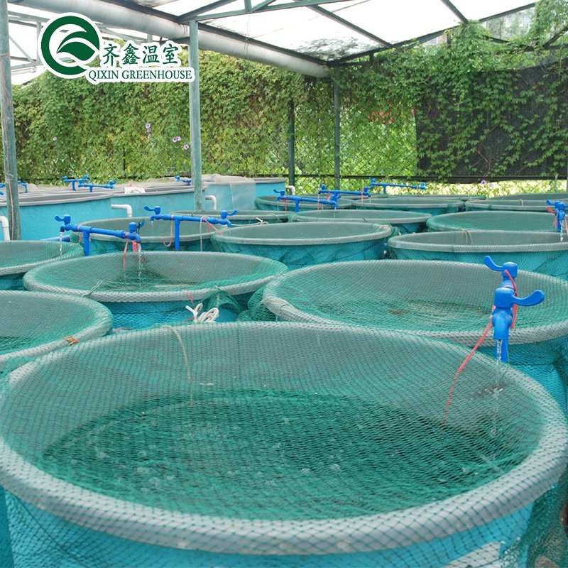 aquaponics system for fish and vegetable