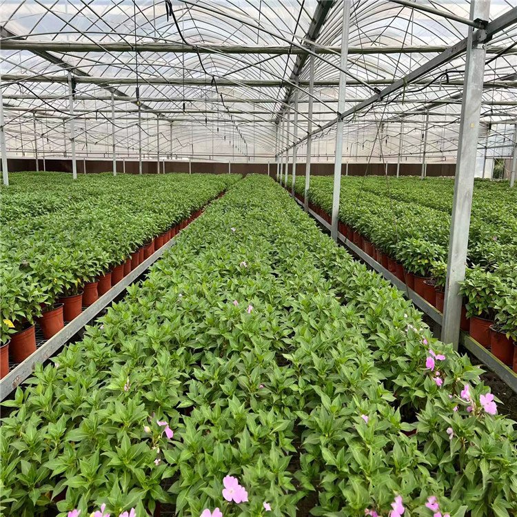 Aluminium Greenhouse Agricultural Poly Greenhouses Garden Plastic from China Film Large Fruit for Tables Large Flower Tray
