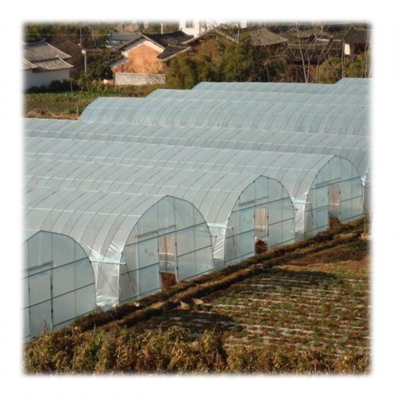Agriculture Tomato Greenhouse Frames Plastic Film Single Span Tunnel Greenhouses For Plant