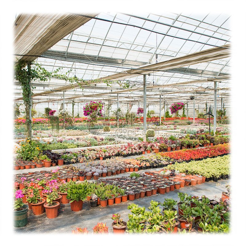 Agriculture Tomato Greenhouse Frames Plastic Film Single Span Tunnel Greenhouses For Plant