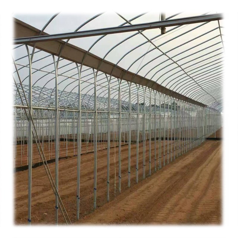 Agriculture Tomato Greenhouse Frames Plastic Film Single Span Tunnel Greenhouses For Plant