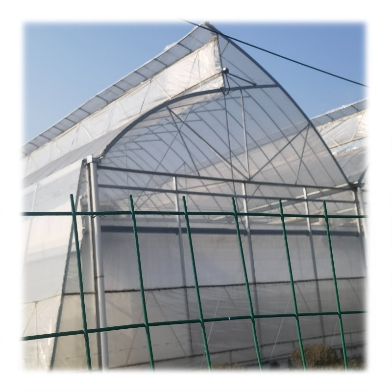 Agriculture Tomato Greenhouse Frames Plastic Film Single Span Tunnel Greenhouses For Plant