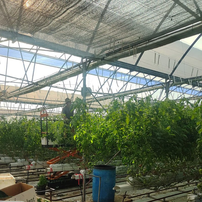 Large Hydroponic Greenhouse with Multi-Span Tunnel Film Single Layer Vegetable Grow Steel Plastic Cover PE Material for Sale