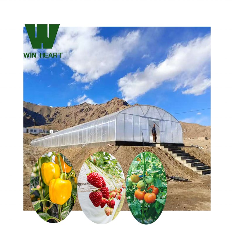 Factory Price PC Sheet single Span Greenhouse for agriculture China Low Cost Single-Span Tunnel Greenhouse with PC Sheet
