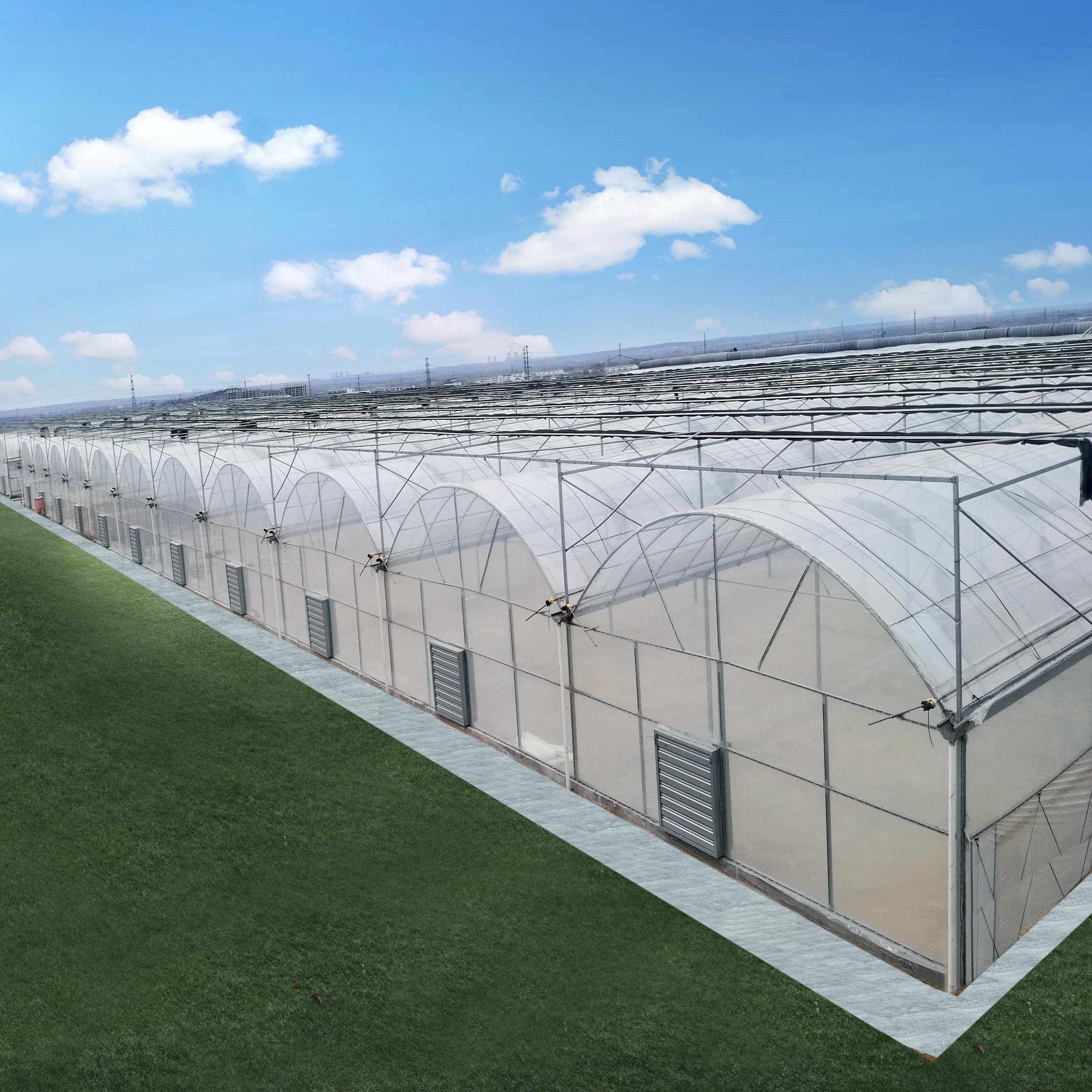 Low Price Commercial Plastic Film Greenhouse for Tomato Agricultural Greenhouse Supply