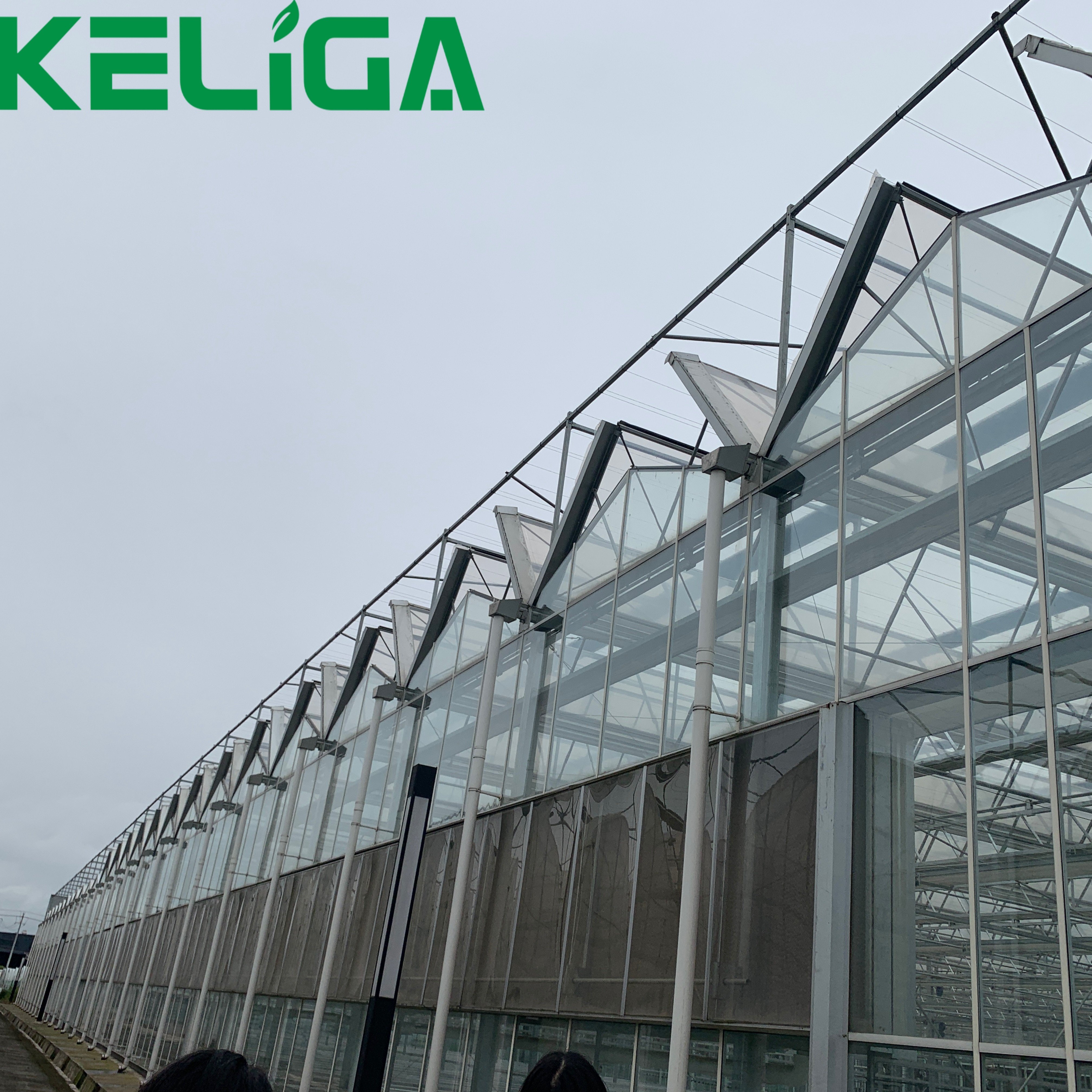Agricultural Greenhouses Multi-span Glass Greenhouses for plants/vegetable/flowers
