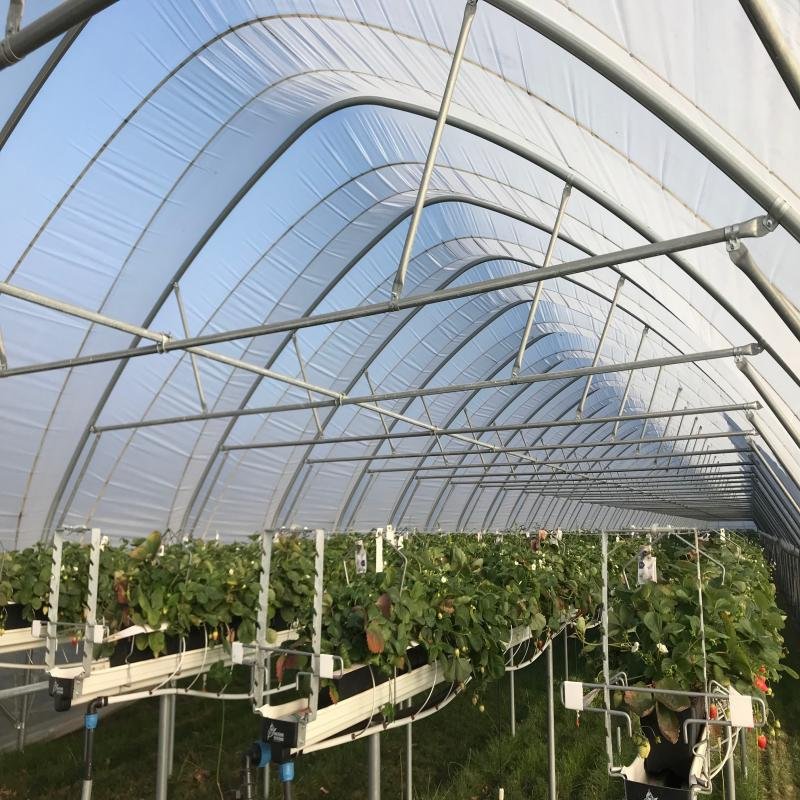 Winter Plants and Vegetables Growing Warm Tunnel PE Polythene Agriculture Plastic Film PE Greenhouse Film