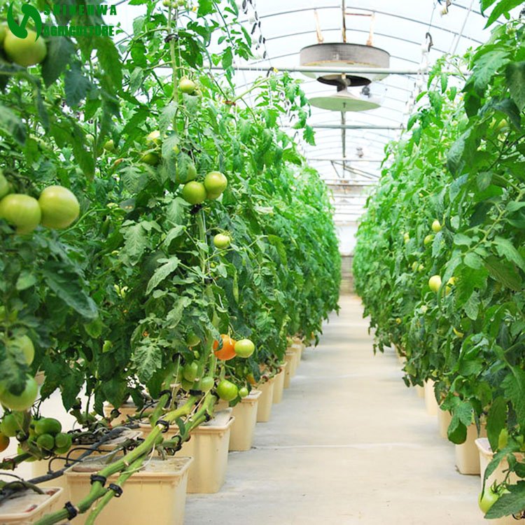 agricultural greenhouses hydroponic container system dutch bucket for tomatoes growing