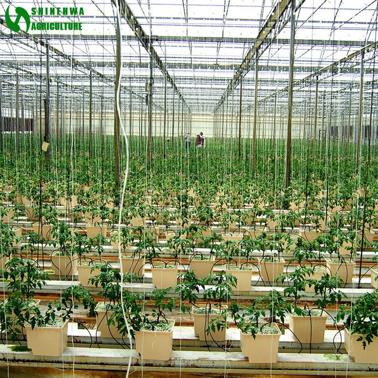 agricultural greenhouses hydroponic container system dutch bucket for tomatoes growing