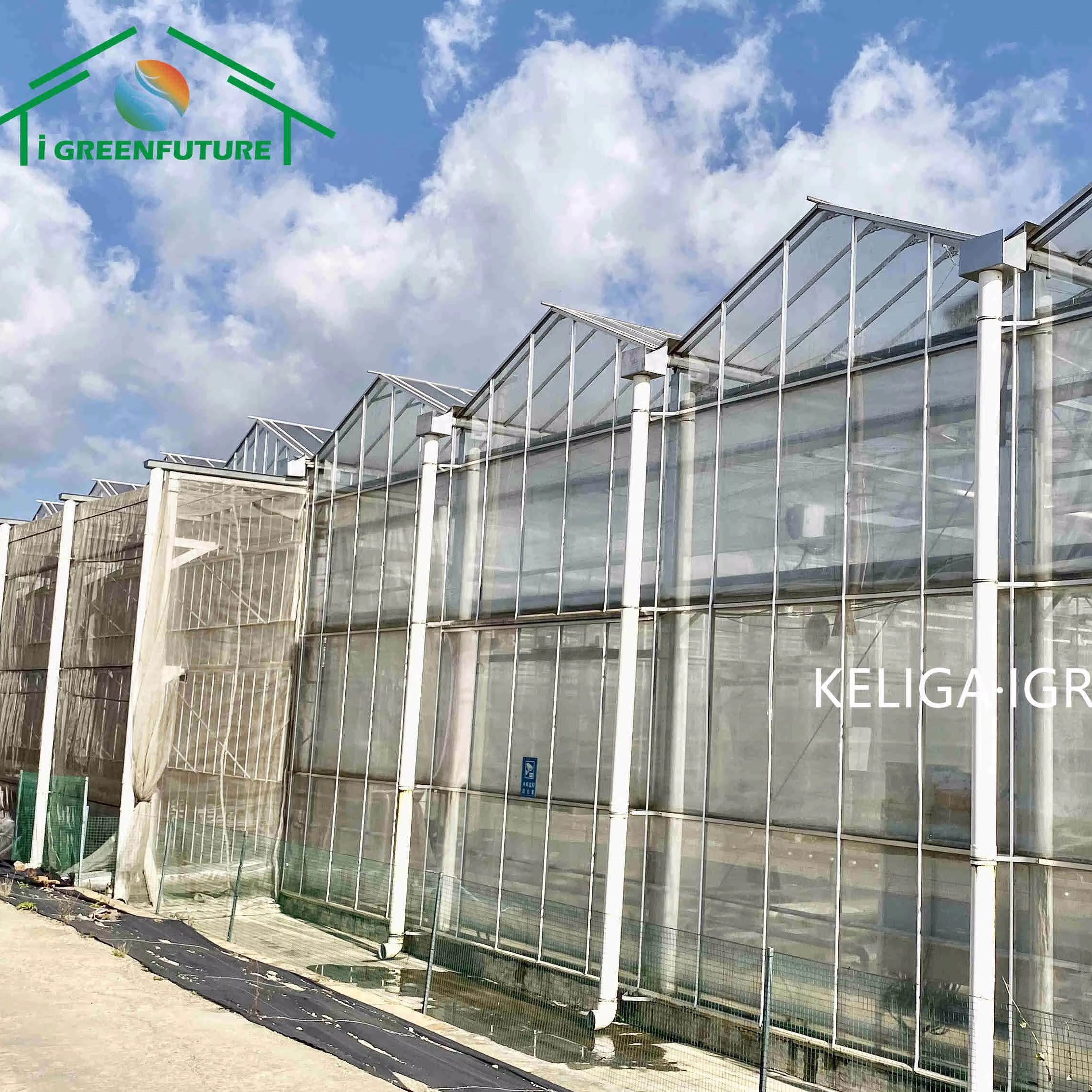 Agricultural Greenhouse Venlo Glass Agricultural Greenhouse greenhouse for plants/vegetable/flowers