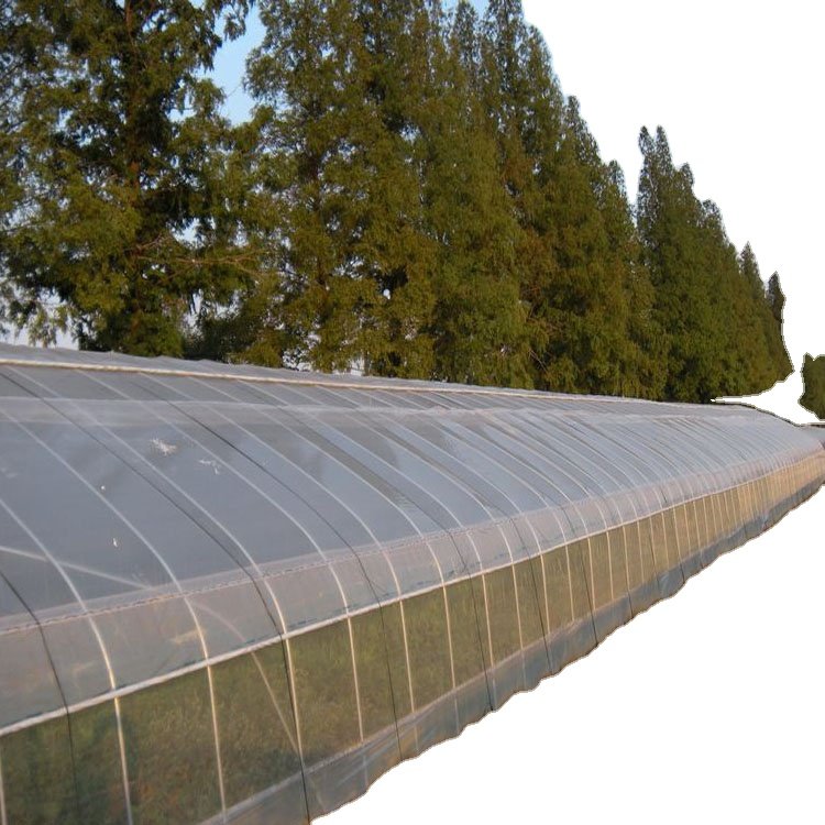 Agriculture high arch plastic single-span greenhouse for strawberry grape dragon fruit banana watermelon