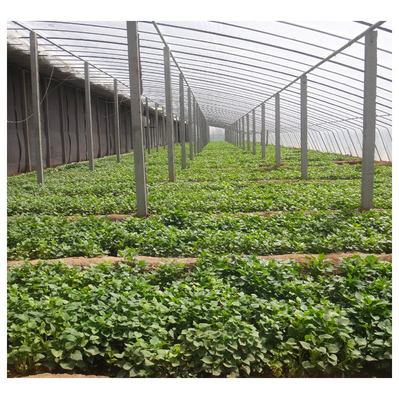 High Strength Commercial Agricultural Poly Tunnel Single-span Green House Plastic Film Greenhouse For Sale