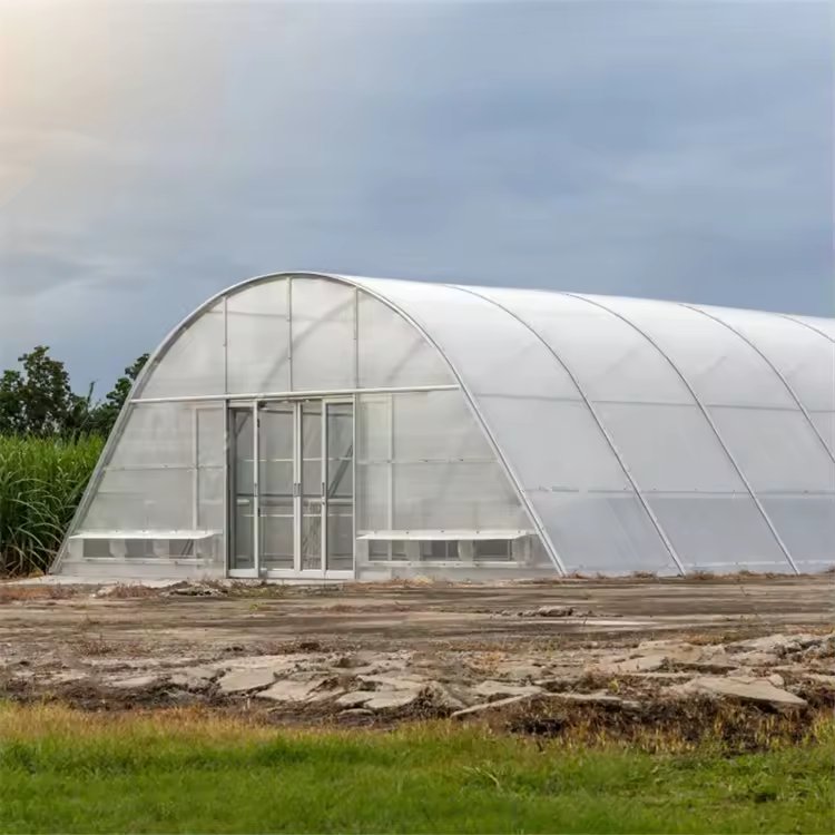 Solar poly agriculture farming single tunnel dome greenhouse dryer for drying Chilli pepper