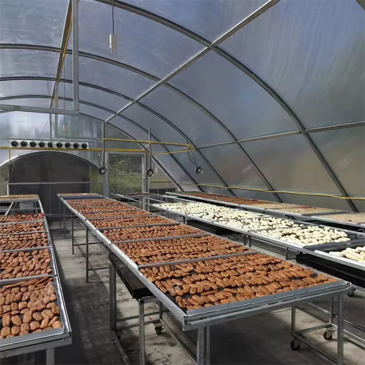 Solar poly agriculture farming single tunnel dome greenhouse dryer for drying Chilli pepper